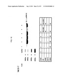 Novel Class of Monospecific and Bispecific Humanized Antibodies that Target the Insulin-like Growth Factor Type I Receptor (IGF-1R) diagram and image