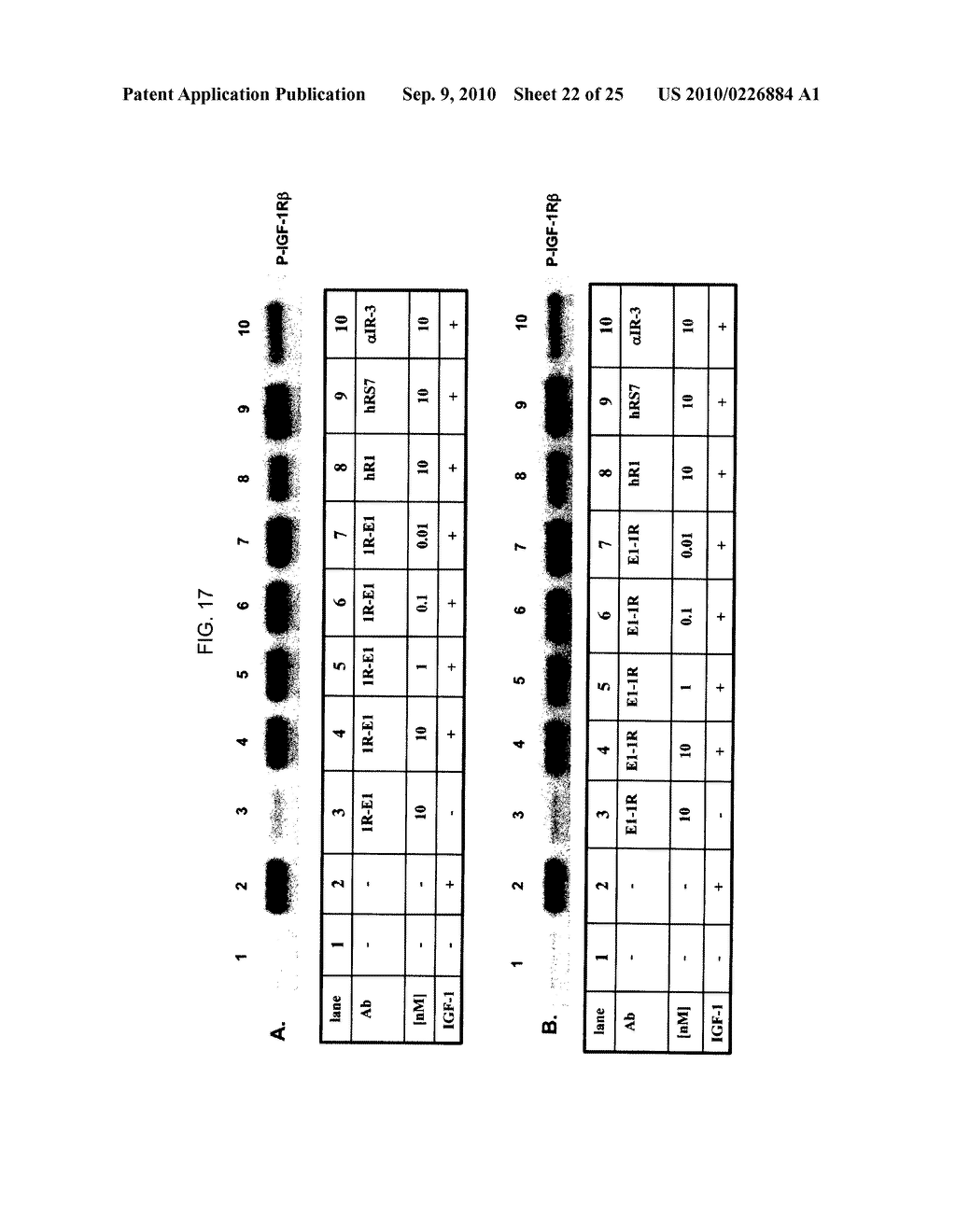 Novel Class of Monospecific and Bispecific Humanized Antibodies that Target the Insulin-like Growth Factor Type I Receptor (IGF-1R) - diagram, schematic, and image 23