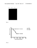 Recombinant poly-glutamic acid depolymerases diagram and image