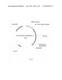 AGER-Peptides and Use Thereof diagram and image