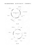 AGER-Peptides and Use Thereof diagram and image