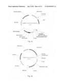 AGER-Peptides and Use Thereof diagram and image