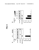 Direct Oxidation of Calcium/Calmodulin Dependent Protein Kinase II and Associated Diagnostic and Therapeutic Methods diagram and image