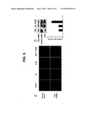 Direct Oxidation of Calcium/Calmodulin Dependent Protein Kinase II and Associated Diagnostic and Therapeutic Methods diagram and image