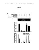 Direct Oxidation of Calcium/Calmodulin Dependent Protein Kinase II and Associated Diagnostic and Therapeutic Methods diagram and image