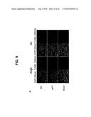 Direct Oxidation of Calcium/Calmodulin Dependent Protein Kinase II and Associated Diagnostic and Therapeutic Methods diagram and image