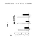 Direct Oxidation of Calcium/Calmodulin Dependent Protein Kinase II and Associated Diagnostic and Therapeutic Methods diagram and image