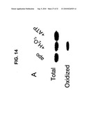 Direct Oxidation of Calcium/Calmodulin Dependent Protein Kinase II and Associated Diagnostic and Therapeutic Methods diagram and image