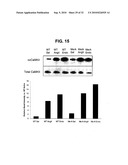 Direct Oxidation of Calcium/Calmodulin Dependent Protein Kinase II and Associated Diagnostic and Therapeutic Methods diagram and image