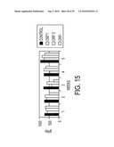 CIRCOVIRUS SEQUENCES ASSOCIATED WITH PIGLET WEIGHT LOSS DISEASE (PWD) diagram and image