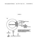 COMPOSITIONS & METHODS FOR WOUND HEALING diagram and image