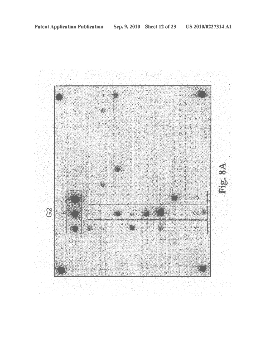 METHOD OF IDENTIFICATION OF GENOTYPE AND SUBTYPE OF HEPATITIS C VIRUS ON A BIOLOGICAL MICROCHIP - diagram, schematic, and image 13