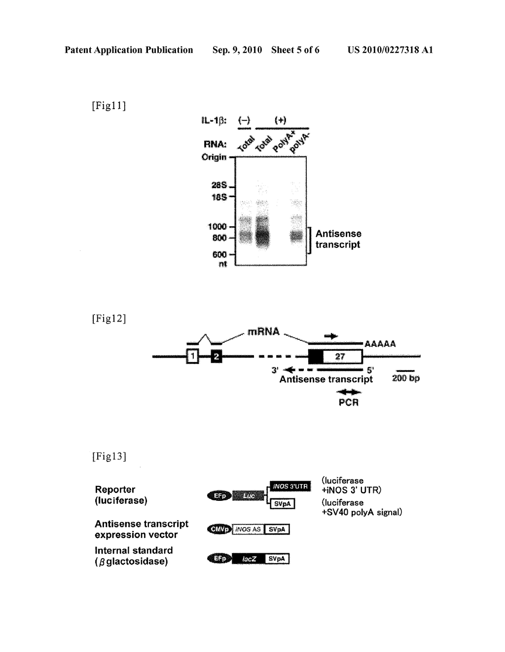 METHOD FOR CONTROLLING THE AMOUNT OF GENE PRODUCT, AND AGENT FOR CONTROLLING THE AMOUNT OF GENE PRODUCT - diagram, schematic, and image 06