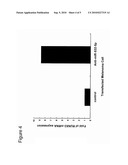 USE OF RUNX3 AND MIR-532-5P AS CANCER MARKERS AND THERAPEUTIC TARGETS diagram and image