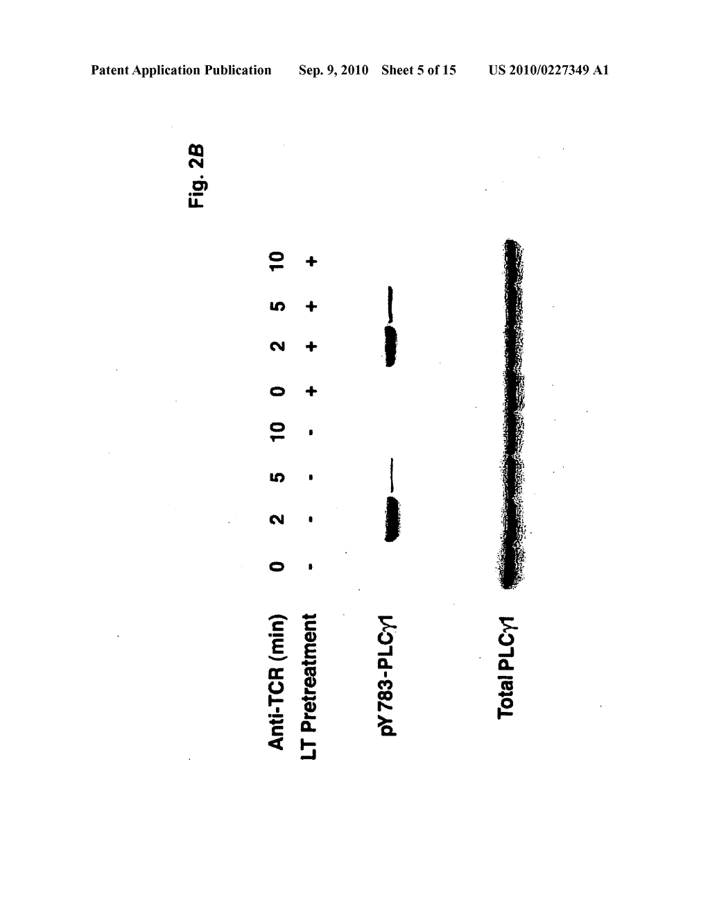 USE OF LYMPHOCYTES TO MEASURE ANTHRAX LETHAL TOXIN ACTIVITY - diagram, schematic, and image 06