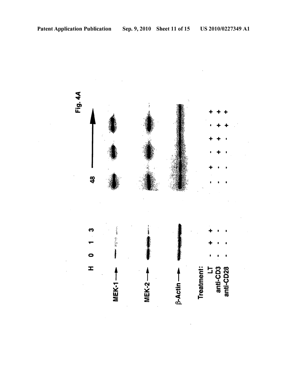 USE OF LYMPHOCYTES TO MEASURE ANTHRAX LETHAL TOXIN ACTIVITY - diagram, schematic, and image 12