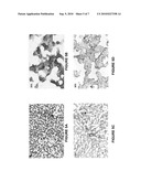 MINERALIZED THREE-DIMENSIONAL BONE CONSTRUCTS diagram and image