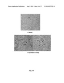 CANINE TUMOR CELL AND ALLOGENEIC DENDRITIC CELL FUSED VACCINE AND METHOD FOR PREPARING THE SAME diagram and image