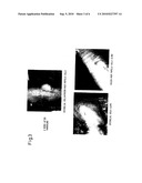 Preparation method of a hair dermal papilla cell preparation, composition and method for regenerating hair follicles, and animal having regenerated hair follicles diagram and image