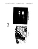 Preparation method of a hair dermal papilla cell preparation, composition and method for regenerating hair follicles, and animal having regenerated hair follicles diagram and image