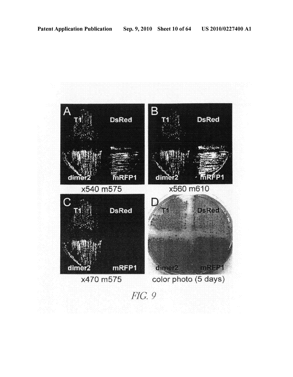 MONOMERIC AND DIMERIC FLUORESCENT PROTEIN VARIANTS AND METHODS FOR MAKING SAME - diagram, schematic, and image 11