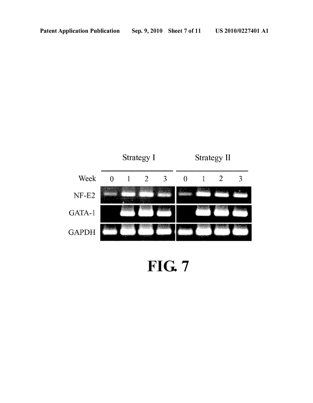 MEDIA AND PROCESSES FOR THE EX VIVO PRODUCTION OF MEGAKARYOCYTES FROM HUMAN CD34+ CELLS - diagram, schematic, and image 08