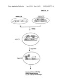 Method For Generating and Selecting Antibodies Against Target Protein diagram and image