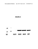 Method For Generating and Selecting Antibodies Against Target Protein diagram and image