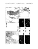 METHODS FOR REGULATING ANGIOGENESIS AND VASCULAR INTEGRITY USING TRK RECEPTOR LIGANDS diagram and image