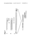 RNA INTERFERENCE MEDIATED INHIBITION OF CHROMOSOME TRANSLOCATION GENE EXPRESSION USING SHORT INTERFERING NUCLEIC ACID (siNA) diagram and image