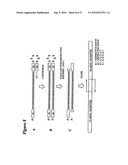 RNA INTERFERENCE MEDIATED INHIBITION OF CHROMOSOME TRANSLOCATION GENE EXPRESSION USING SHORT INTERFERING NUCLEIC ACID (siNA) diagram and image