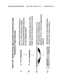 RNA INTERFERENCE MEDIATED INHIBITION OF CHROMOSOME TRANSLOCATION GENE EXPRESSION USING SHORT INTERFERING NUCLEIC ACID (siNA) diagram and image