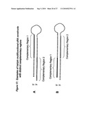 RNA INTERFERENCE MEDIATED INHIBITION OF CHROMOSOME TRANSLOCATION GENE EXPRESSION USING SHORT INTERFERING NUCLEIC ACID (siNA) diagram and image