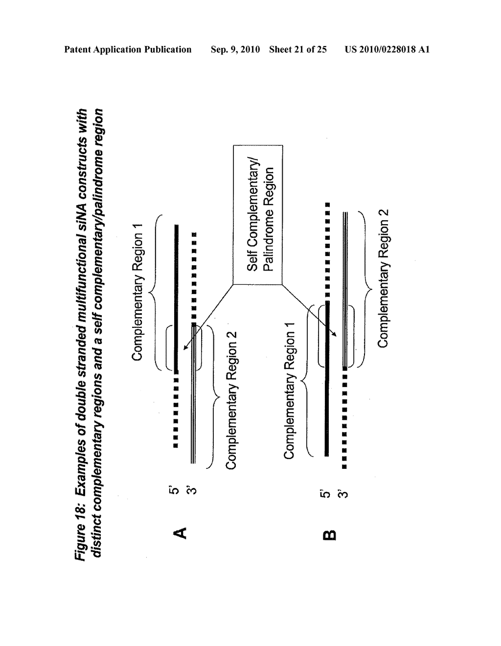 RNA INTERFERENCE MEDIATED INHIBITION OF PROLIFERATING CELL NUCLEAR ANTIGEN (PCNA) GENE EXPRESSION USING SHORT INTERFERING NUCLEIC ACID (siNA) - diagram, schematic, and image 22