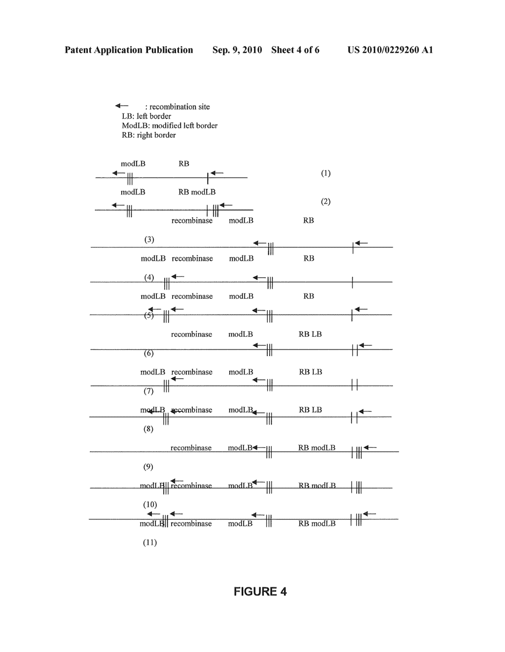 OPTIMIZED T-DNA TRANSFER AND VECTORS THEREFOR - diagram, schematic, and image 05