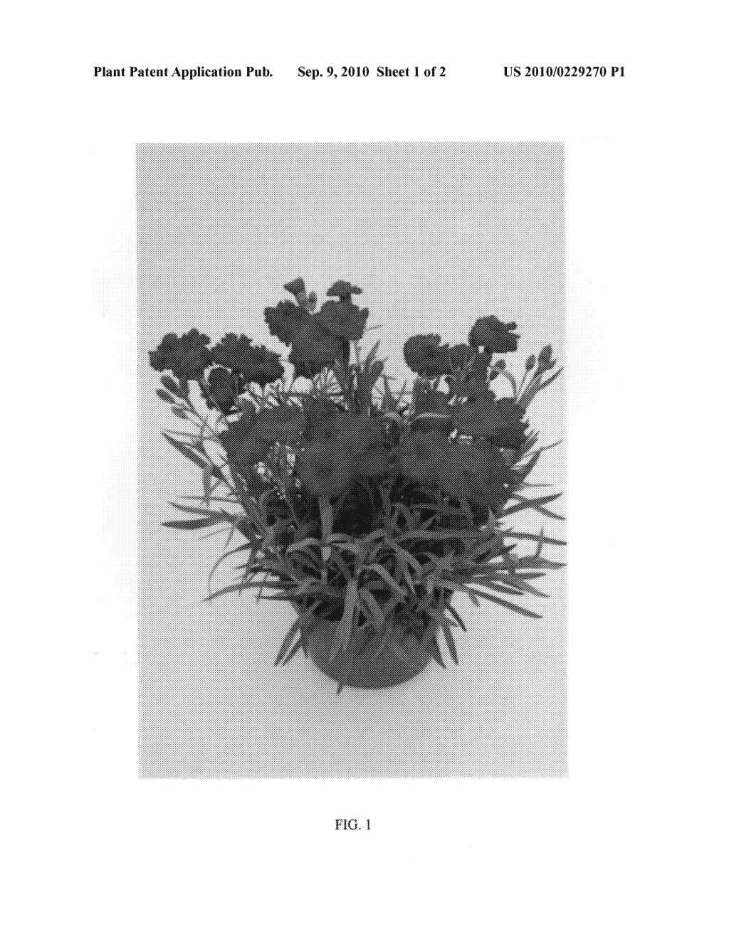 Dianthus plant named 'WP09 MAR05' - diagram, schematic, and image 04