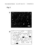 COLLAGEN-CONTAINING CELL CARRIER diagram and image