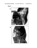 COLLAGEN-CONTAINING CELL CARRIER diagram and image