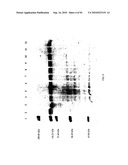 COMPOSITIONS AND METHODS FOR TREATING COLLAGEN-MEDIATED DISEASES diagram and image