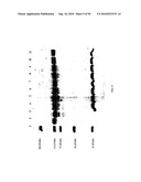 COMPOSITIONS AND METHODS FOR TREATING COLLAGEN-MEDIATED DISEASES diagram and image