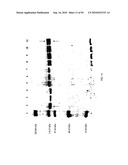 COMPOSITIONS AND METHODS FOR TREATING COLLAGEN-MEDIATED DISEASES diagram and image