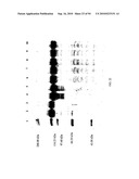 COMPOSITIONS AND METHODS FOR TREATING COLLAGEN-MEDIATED DISEASES diagram and image