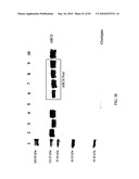 COMPOSITIONS AND METHODS FOR TREATING COLLAGEN-MEDIATED DISEASES diagram and image