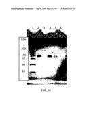 COMPOSITIONS AND METHODS FOR TREATING COLLAGEN-MEDIATED DISEASES diagram and image