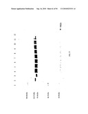 COMPOSITIONS AND METHODS FOR TREATING COLLAGEN-MEDIATED DISEASES diagram and image