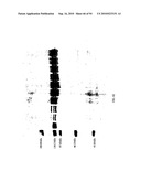 COMPOSITIONS AND METHODS FOR TREATING COLLAGEN-MEDIATED DISEASES diagram and image