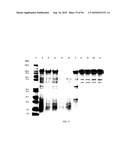 COMPOSITIONS AND METHODS FOR TREATING COLLAGEN-MEDIATED DISEASES diagram and image