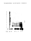 COMPOSITIONS AND METHODS FOR TREATING COLLAGEN-MEDIATED DISEASES diagram and image