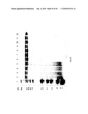 COMPOSITIONS AND METHODS FOR TREATING COLLAGEN-MEDIATED DISEASES diagram and image