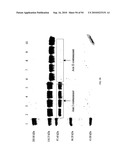 COMPOSITIONS AND METHODS FOR TREATING COLLAGEN-MEDIATED DISEASES diagram and image